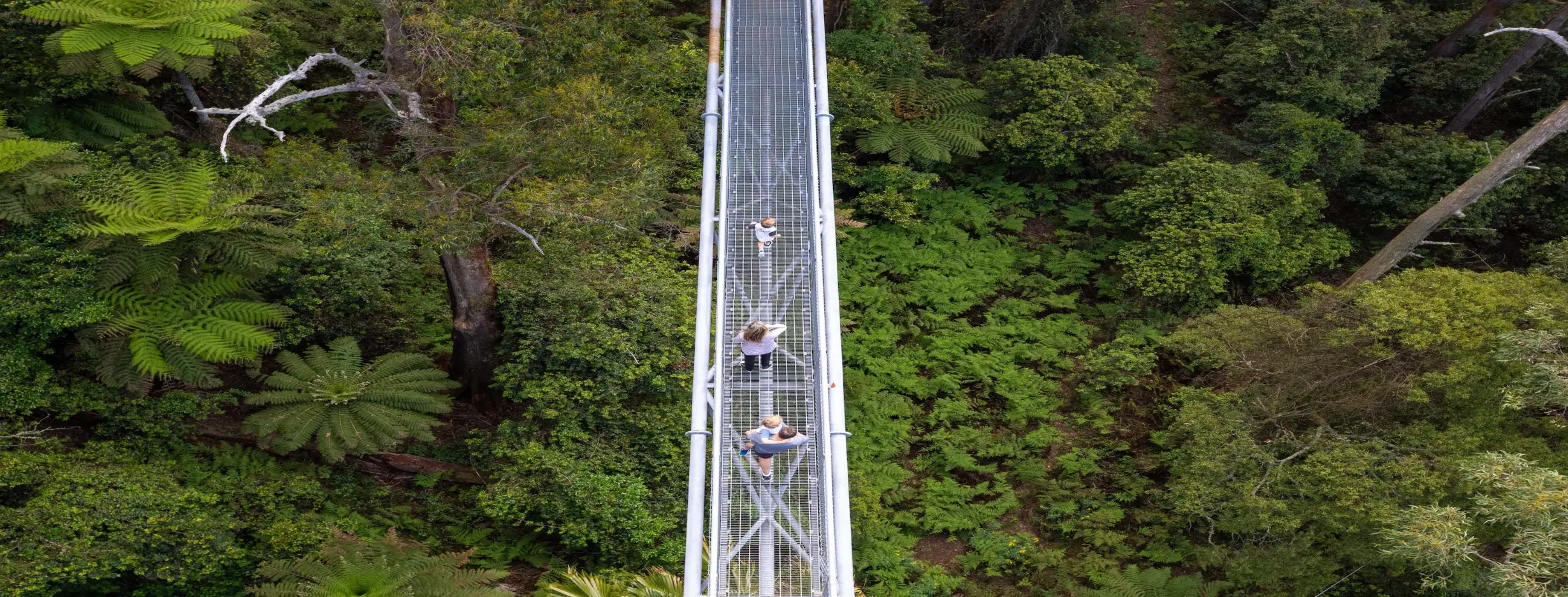 Image for Treetop Canopy Walk